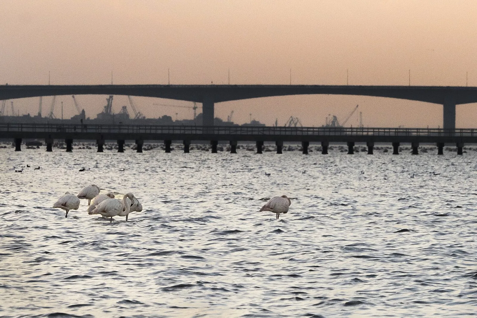 Fenicotteri rosa in piedi nell'acqua del Mar Piccolo presso la Palude La Vela, con un lungo ponte sullo sfondo al tramonto