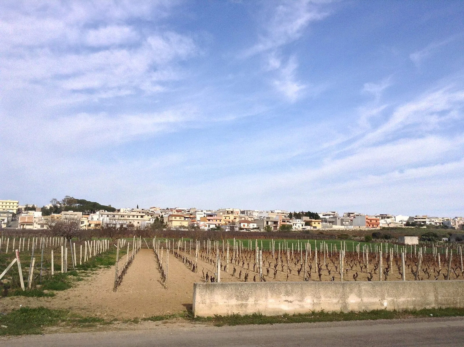 Vigneti a spalliera potati in inverno davanti alle case di San Marzano di San Giuseppe, in provincia di Taranto